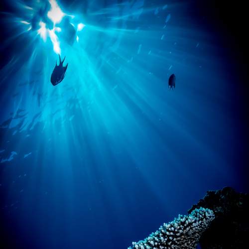 Photo #8733306