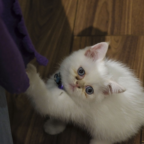 Photo #8733327
