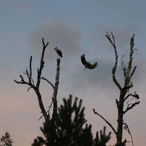 Photo #8734309