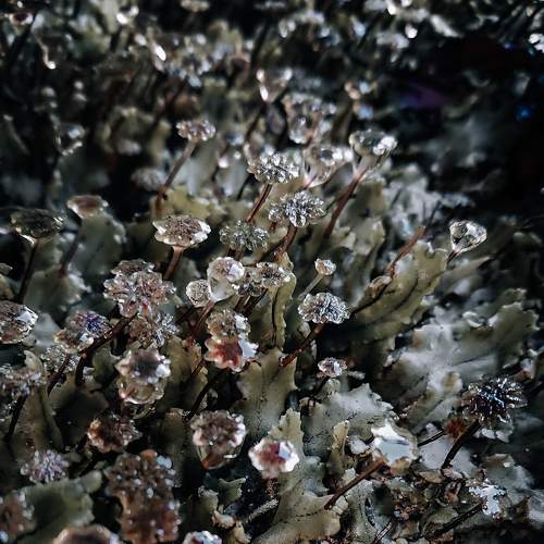 Photo #8734417