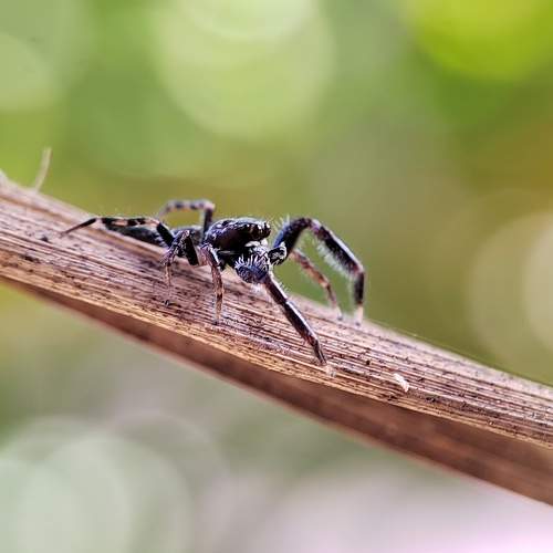 Photo #8734447