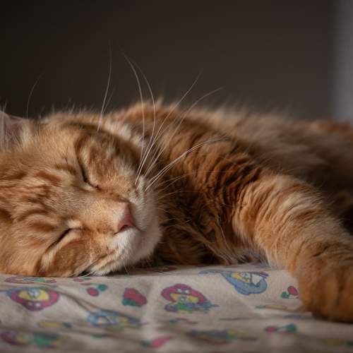 Photo #8734520
