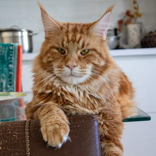 Photo #8734525