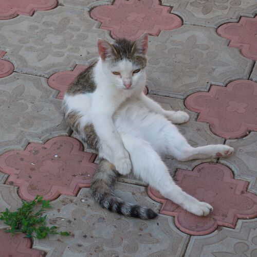 Photo #8734574
