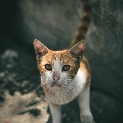 The cat