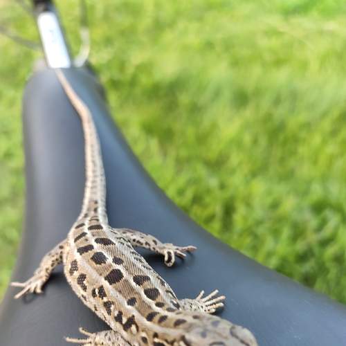 Photo #8735664