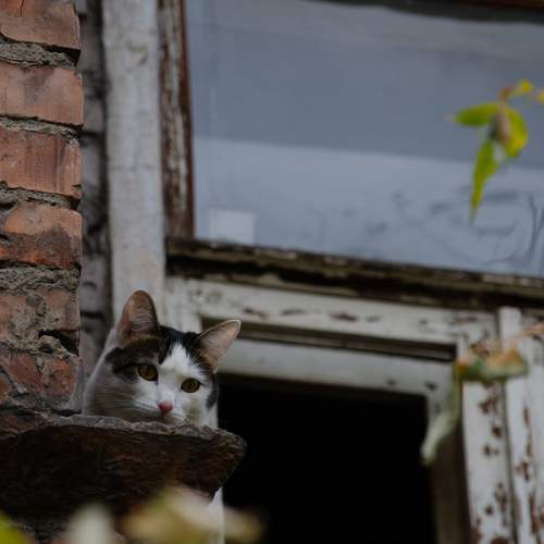 Photo #8736727