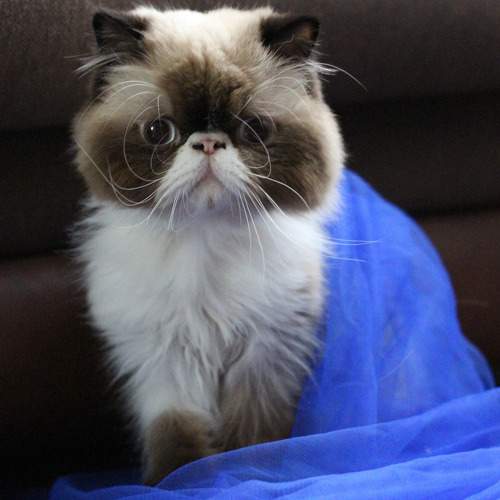 Photo #8736745