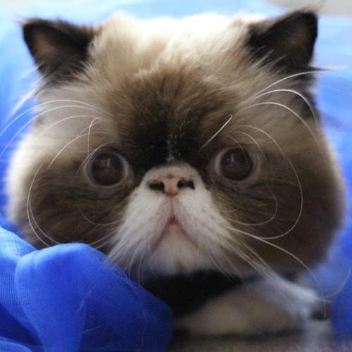 Photo #8736753