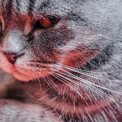Photo #8737273