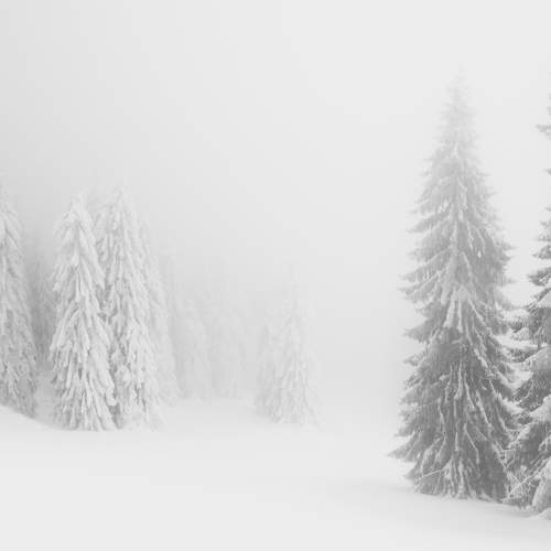 Photo #8737581