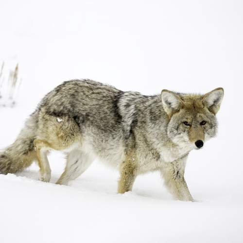 Photo #8737690