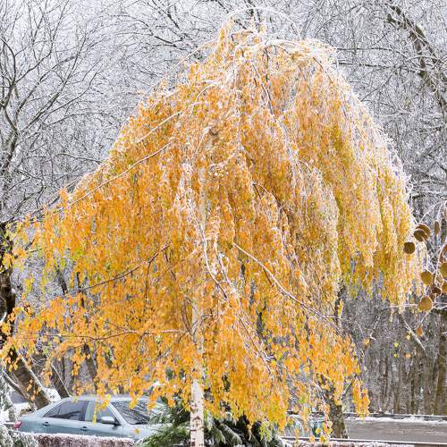 Photo #8737715