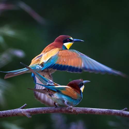Love is in the air!