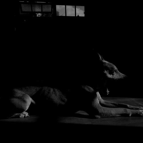 Barking