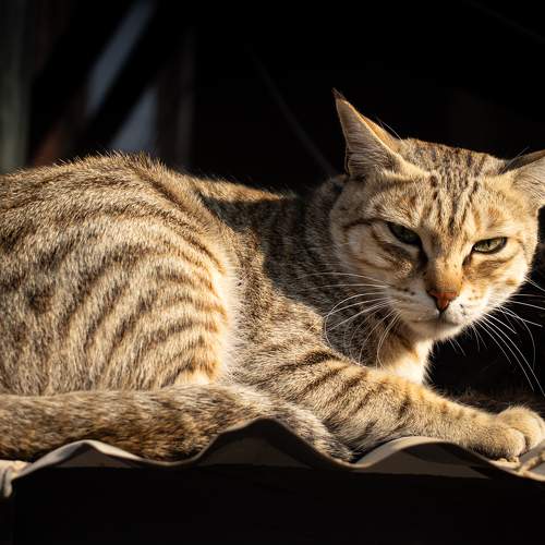 Photo #8738561