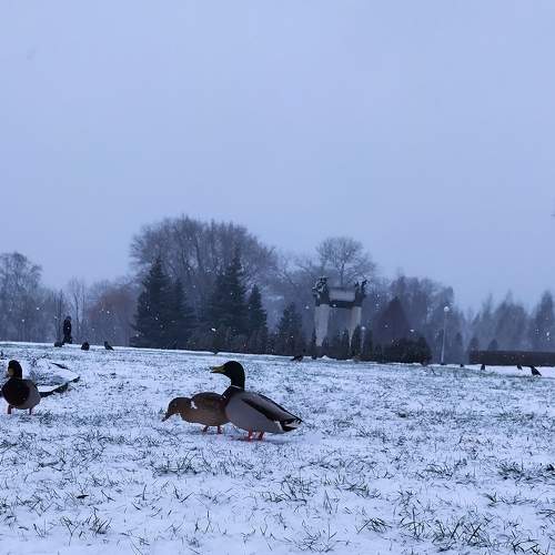 Photo #8738636