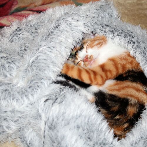 Photo #8738766