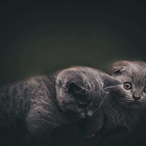 Photo #8738951