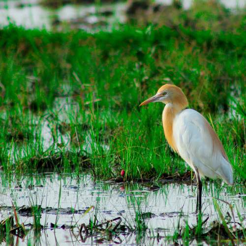 Crane