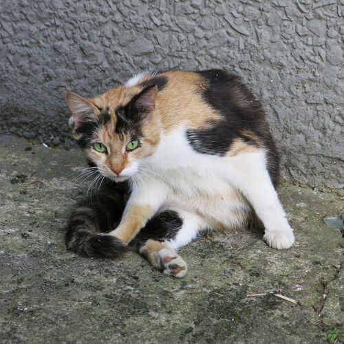 Photo #8739460