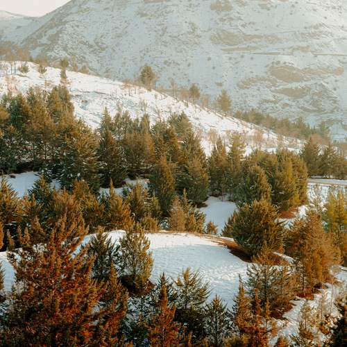Photo #8739691