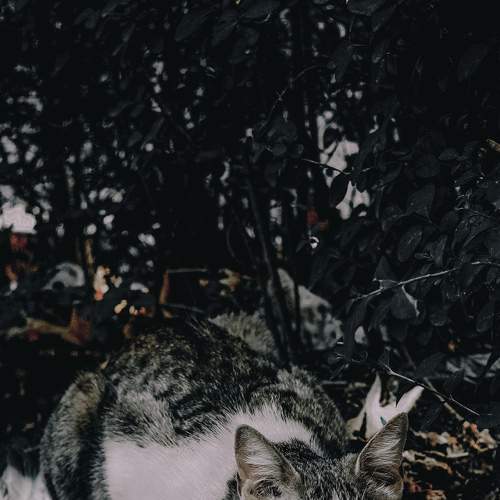Photo #8739727