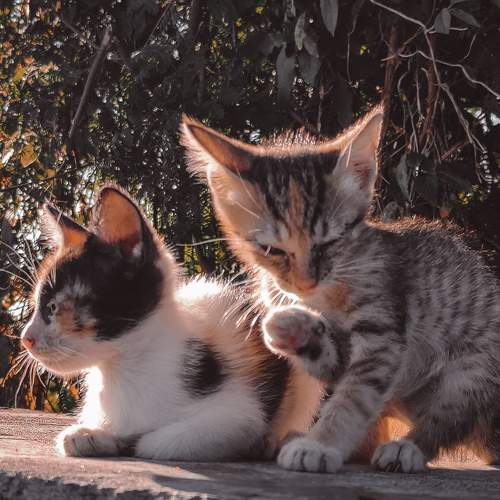 Photo #8740014