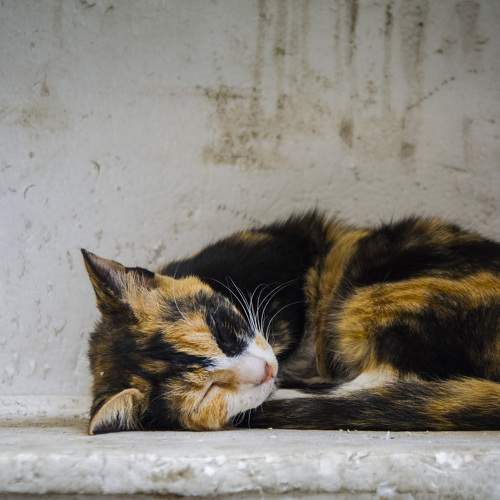 Photo #8742248