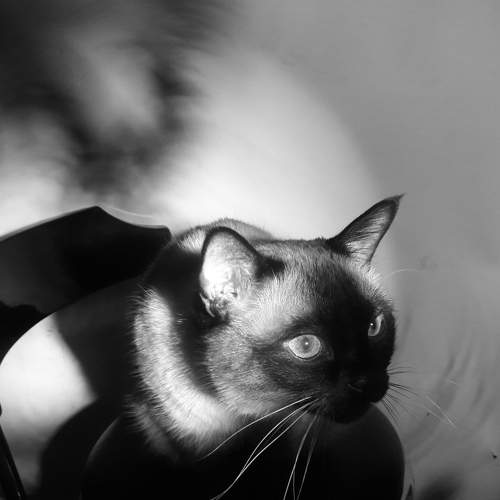 Photo #8742274