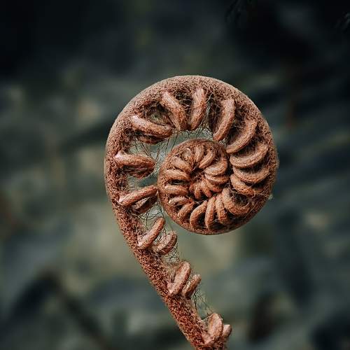 Fiddlehead fern