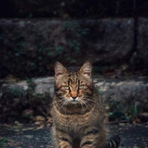 Photo #8742649