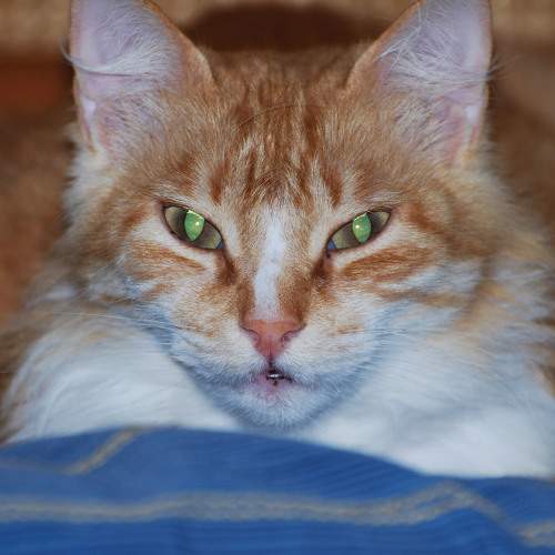 Photo #8743659