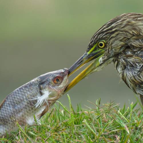 Face to Face