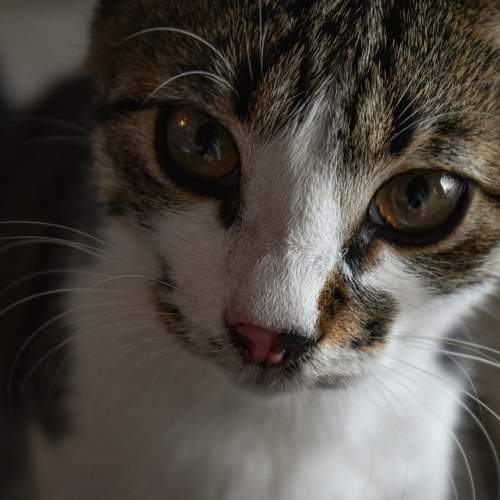 Photo #8744239