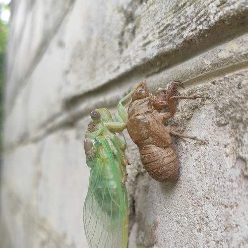 Photo #8745645