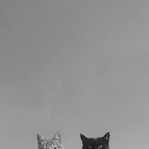 Pishies