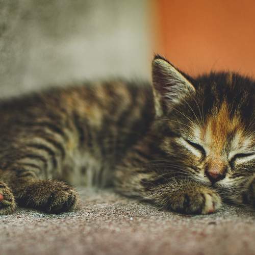 Photo #8746422