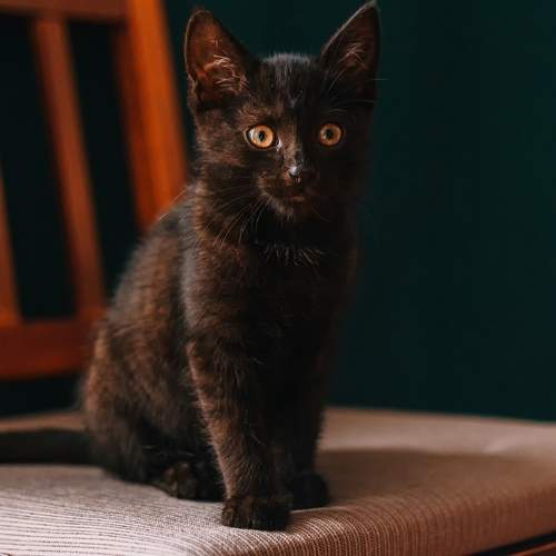 Photo #8746423
