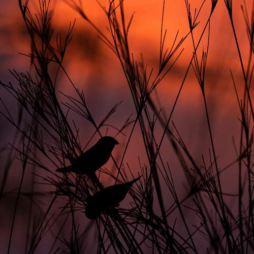 The colour of Hope.