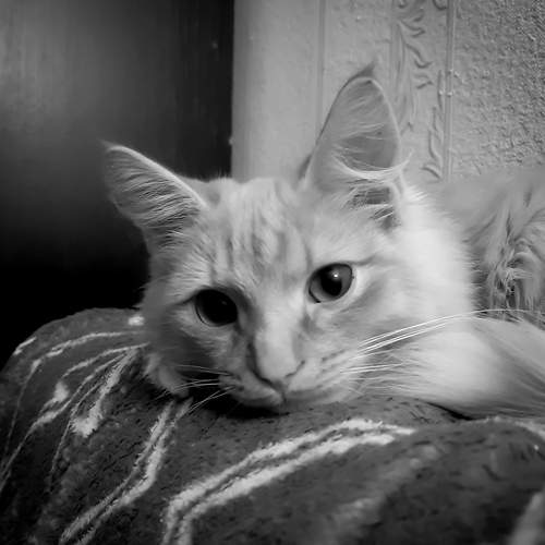 Photo #8746886