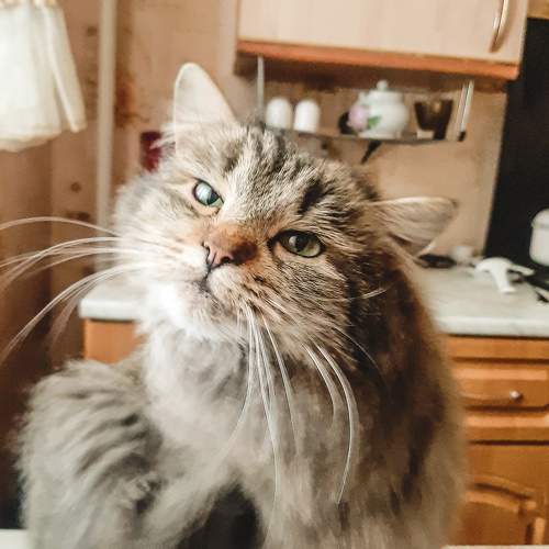 Photo #8746887