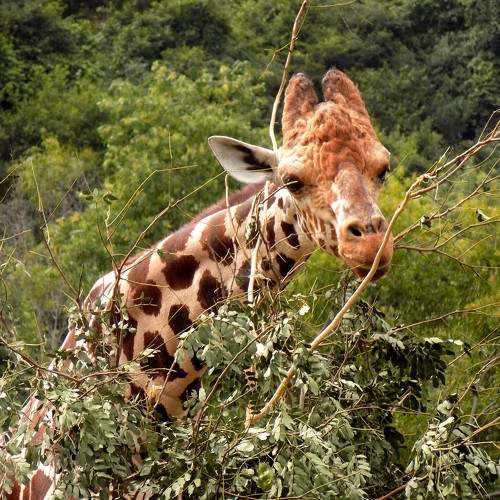 Photo #8747045
