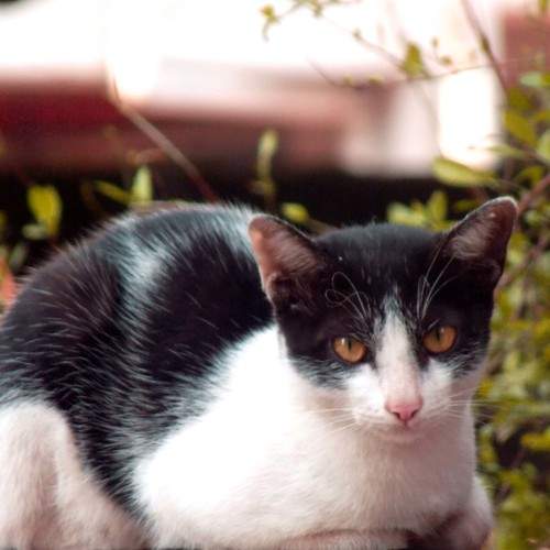 Enjoy the cat