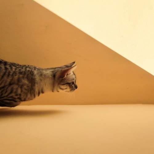Photo #8747864