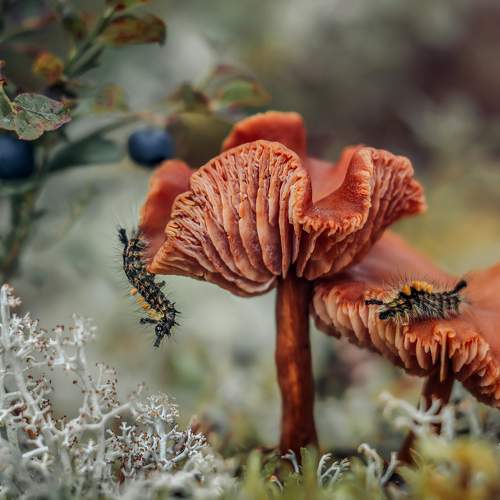 Photo #8747979
