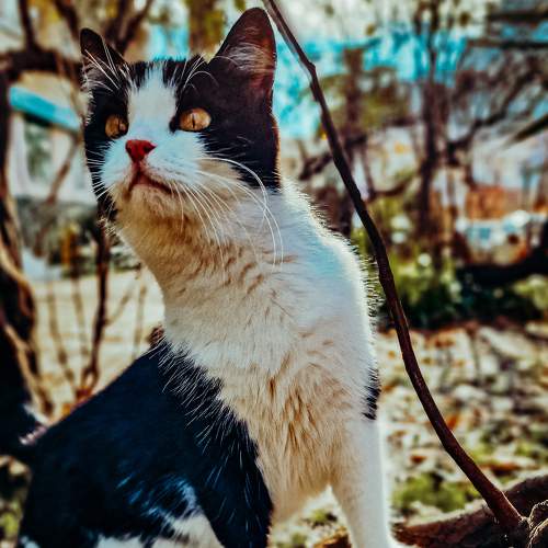Photo #8748008