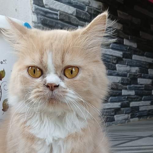 Photo #8748428