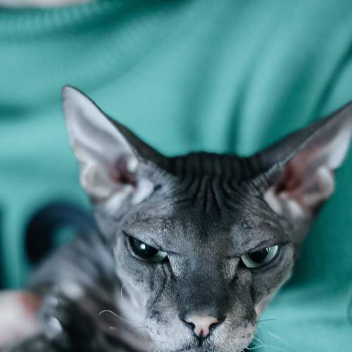 Photo #8748553