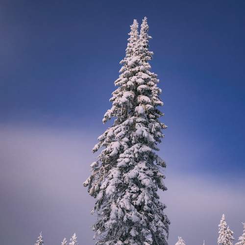 Photo #8748562
